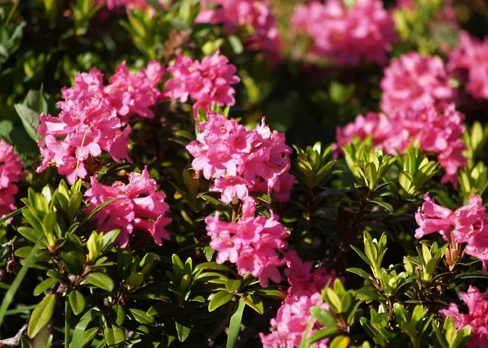 Apartment Daniela In Galtuer By Interhome Daire Galtür